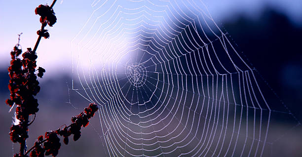 Spider's Web stock photo