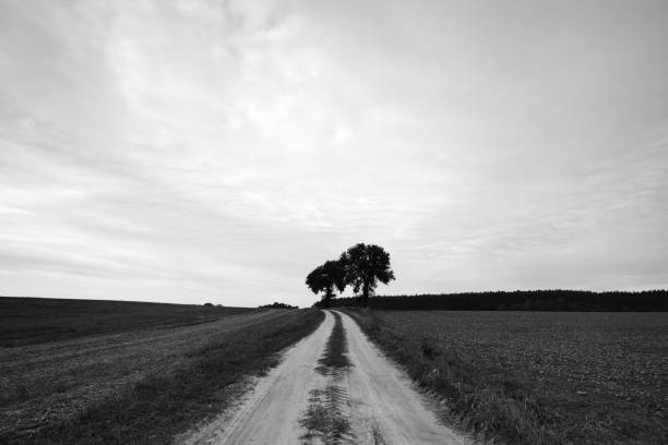 Dirt road. Black and white rural landscape.
