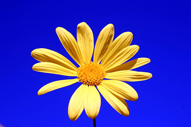 Yellow Daisy stock photo