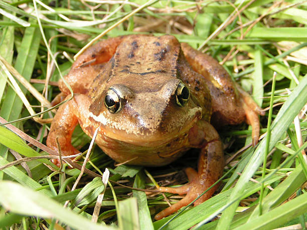 Frog stock photo