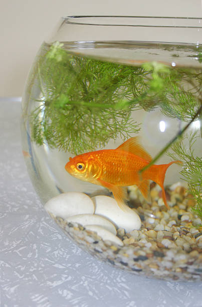 istock Goldfish in a bowl 139388389