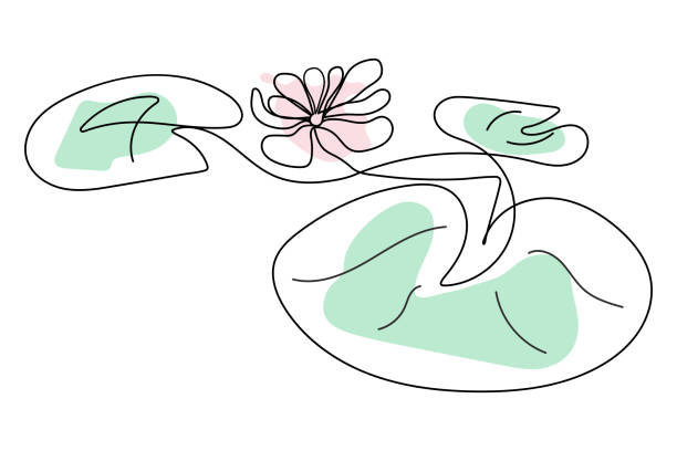 einzeilige skizze einer seerose im linearen stil auf weißem hintergrund. - white water lily stock-grafiken, -clipart, -cartoons und -symbole