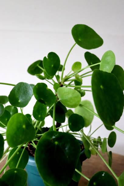 istock peperomia plant in macro 1393884061