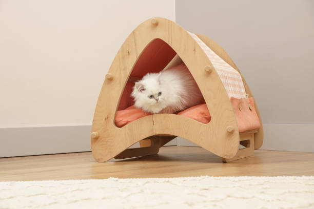 istock Cute Scottish fold kitten playing at home 1393884089