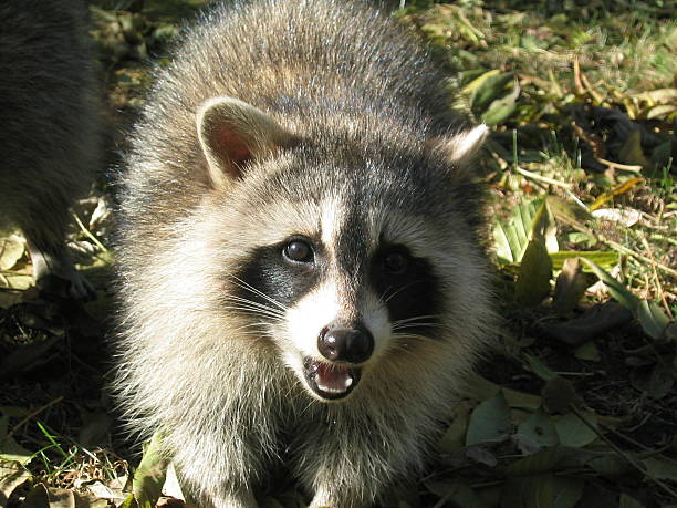 Raccoon - big cat stock photo