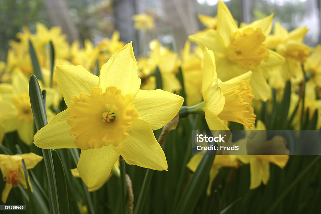 Yellow daffodils - Foto de stock de Amarillo - Color libre de derechos
