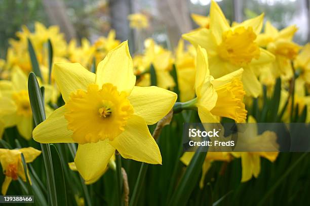 Yellow Daffodils Foto de stock y más banco de imágenes de Amarillo - Color - Amarillo - Color, Detalle de primer plano, Flor