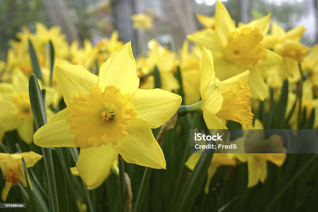 Jonquilles jaunes - Photo de Fleur - Flore libre de droits