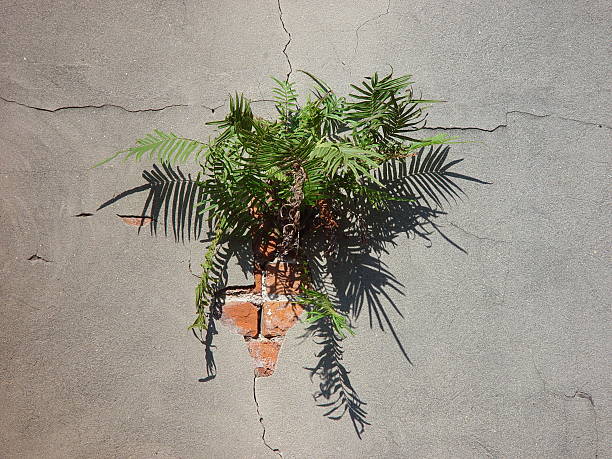 Wall Fern stock photo