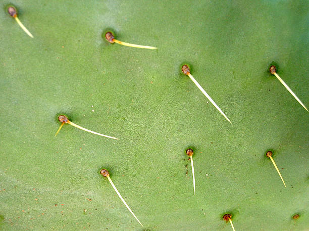 Closeup of Prickly Pear Cactus