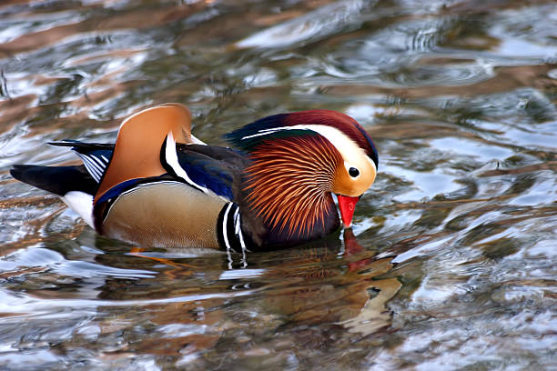 Pato coloridas - foto de acervo