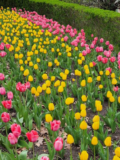 istock Blooming bed of tulips 1393886275