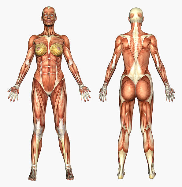 istock Human Anatomy - Muscle System  Female 139388705