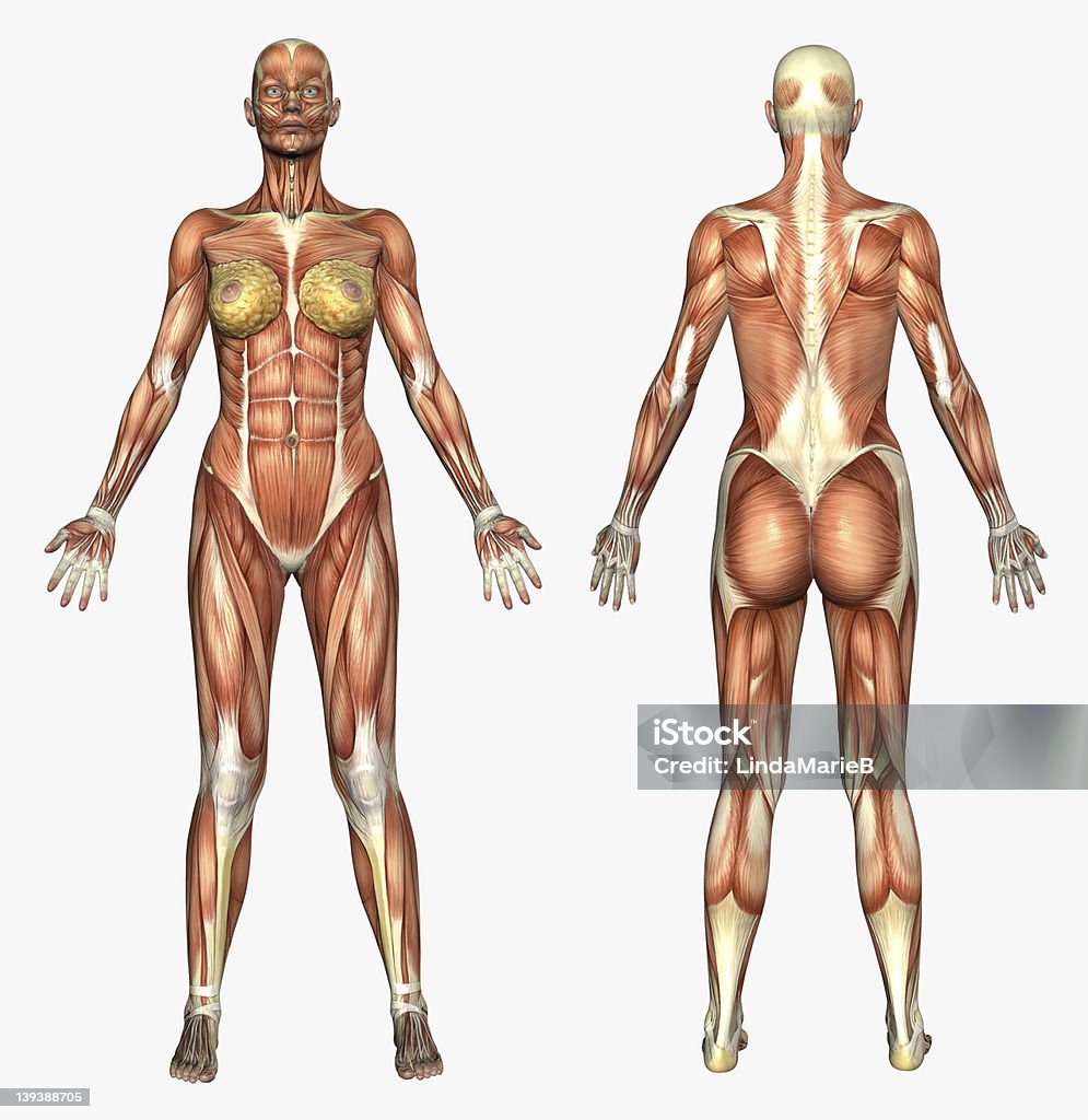 Human Anatomy - Muscle System  Female Female muscles - 3D render. Anatomy Stock Photo