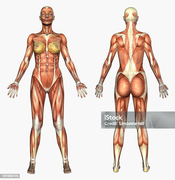 Human Anatomy Muscle System Female Stock Photo - Download Image Now - Anatomy, Female Likeness, Biology
