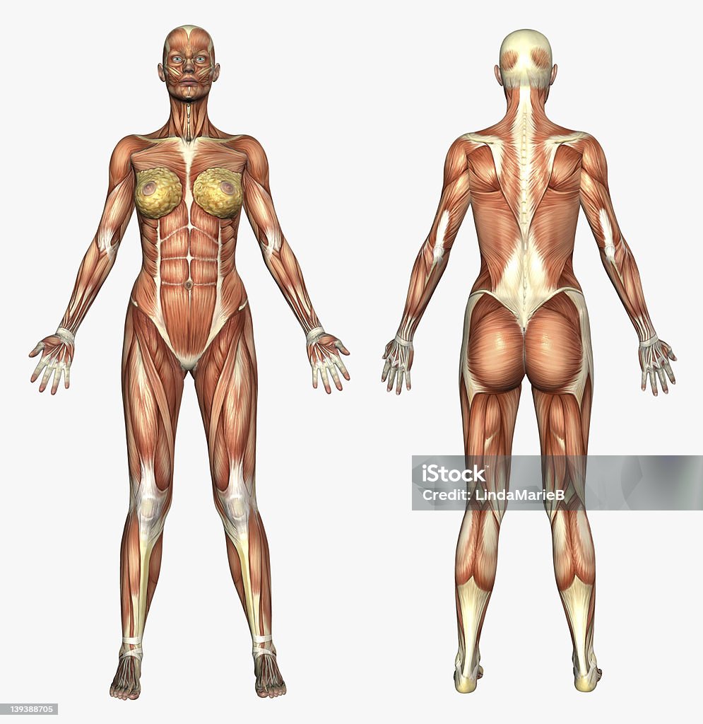 Анатомия человека мышечной системы-женщин - Стоковые фото Анатомия роялти-фри