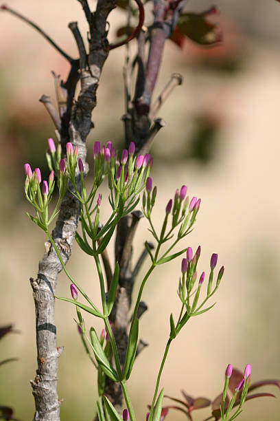 Spiky violet - Photo