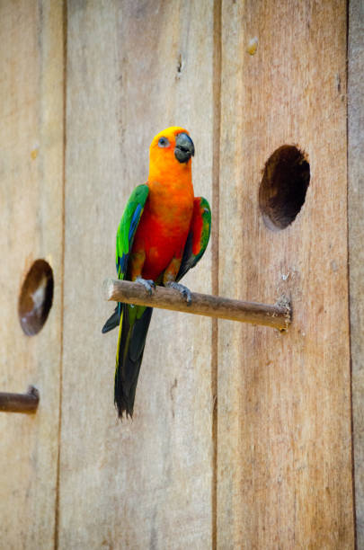 istock Jandaya parakeet 1393888060