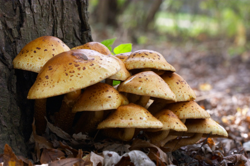 mushrooms next to a tree