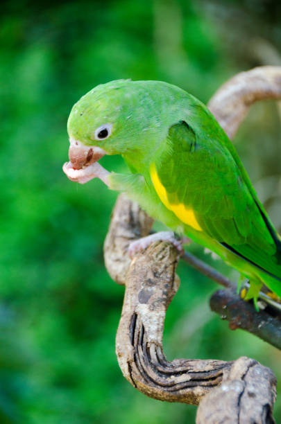 istock Yellow-chevroned parakeet holding food 1393888610