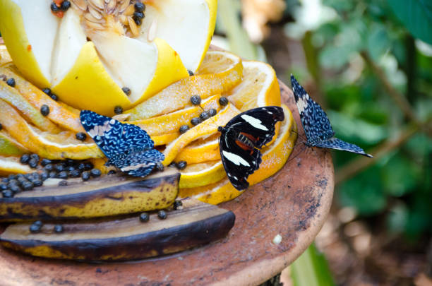 Butterflies on fruits somewhere in Argentina.