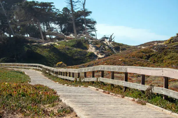 Photo of Boardwalk walking path at Pismo Beach Monarch Butterfly Refuge in Central California United States