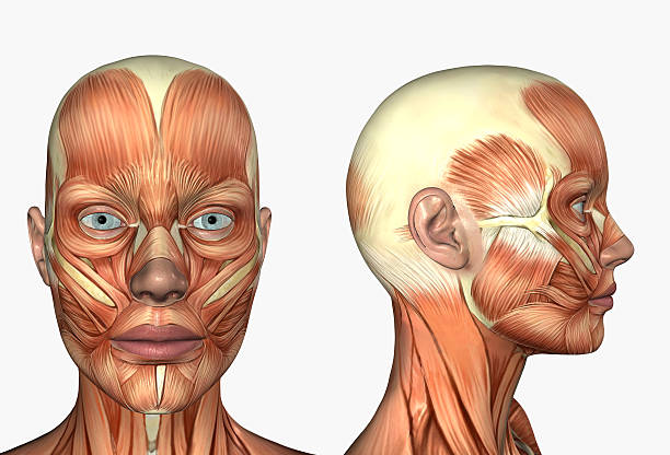 istock Human Anatomy - Muscles * Female Head 139388922