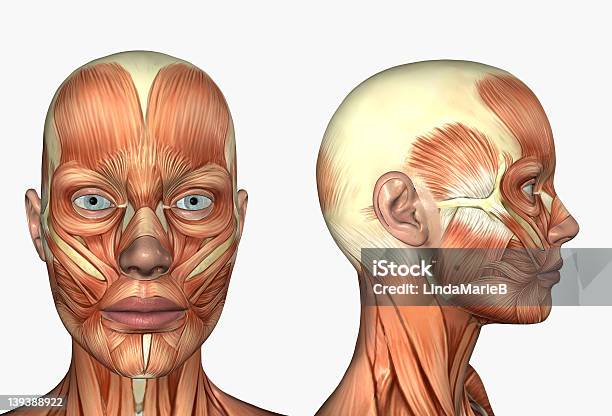 Human Anatomy Muscles Female Head Stock Photo - Download Image Now - Anatomy, Women, Biology