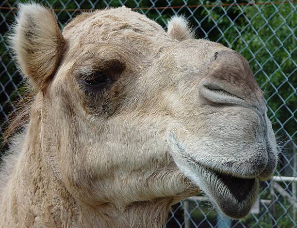 Camel mug stock photo