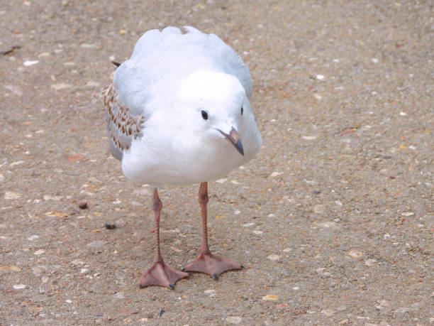 European Herring Gull (Larus argentatus).