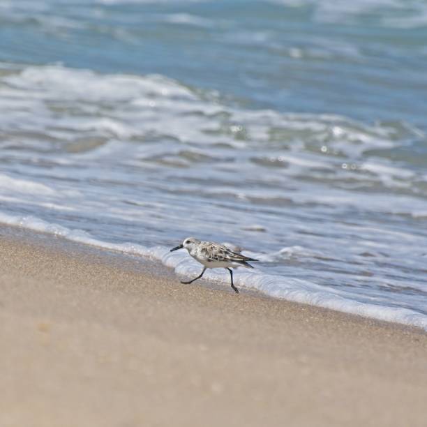 istock Semipalmated sandpiper briskly walking away on sandy beach from approaching surf 1393892409