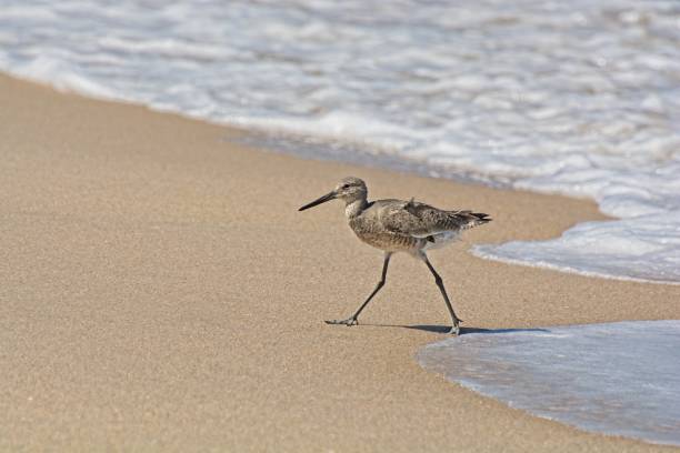 istock Willet shore bird walking away from receding surf on sandy beach 1393892432