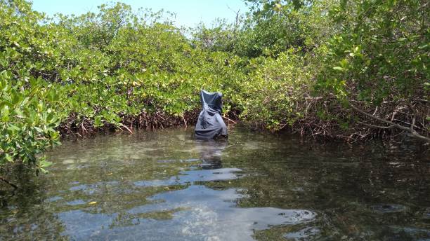 istock crystal clear water, mangrove, ocean 1393892682