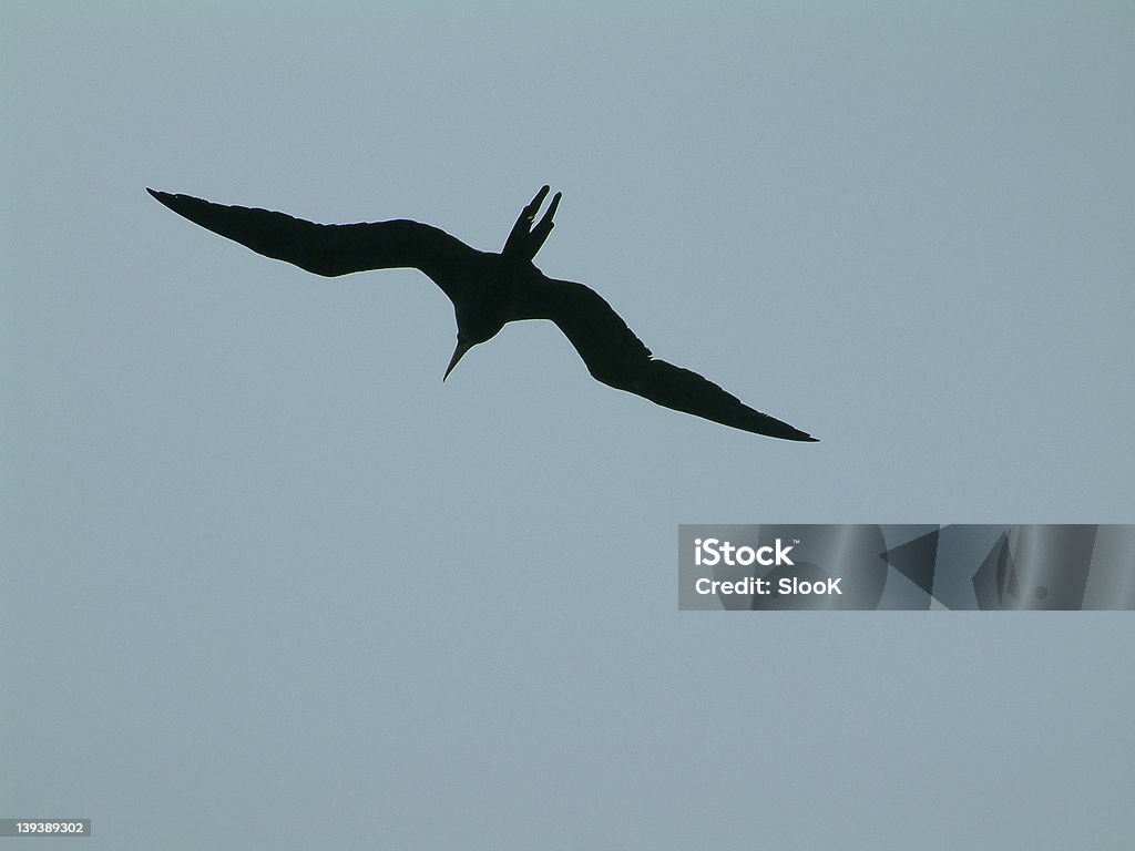 Latający ptak silhouet - Zbiór zdjęć royalty-free (Curaçao)