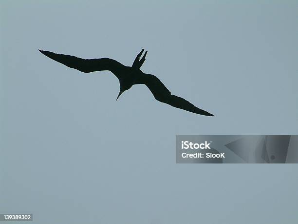 Latający Ptak Silhouet - zdjęcia stockowe i więcej obrazów Curaçao - Curaçao, Część ciała zwierzęcia, Fotografika