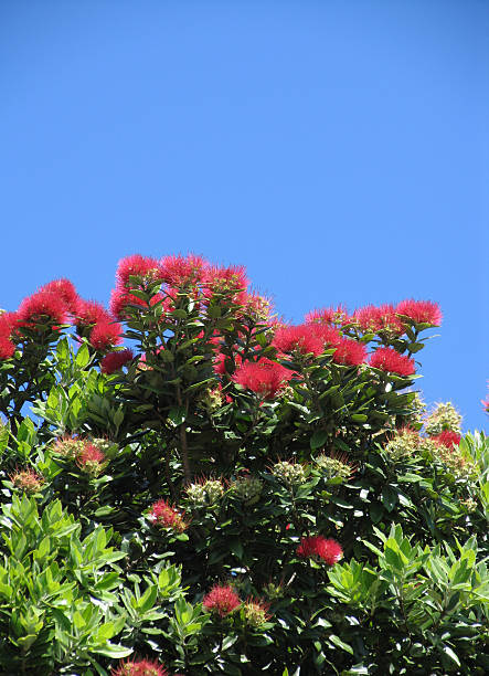 istock New Zealand Christmas Tree 139389305