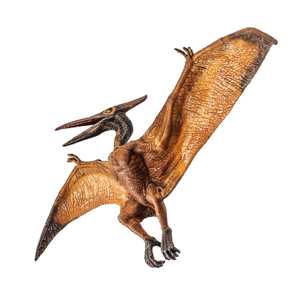 Pteranodon (Pterodactyl) Dinosaur on white background   . Clipping path