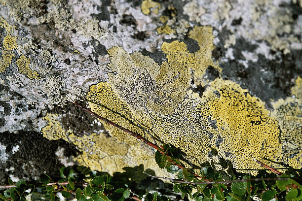 istock Moss - Norwegian fjell 139389348