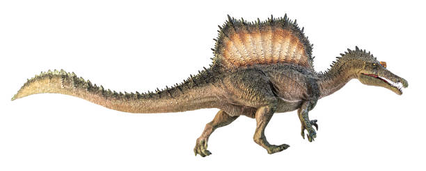 istock Spinosaurus , dinosaur on white background . Clipping path 1393894958