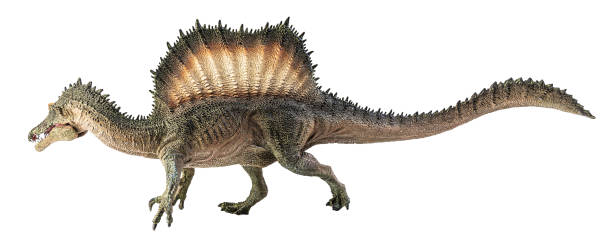 istock Spinosaurus , dinosaur on white background . Clipping path 1393894966