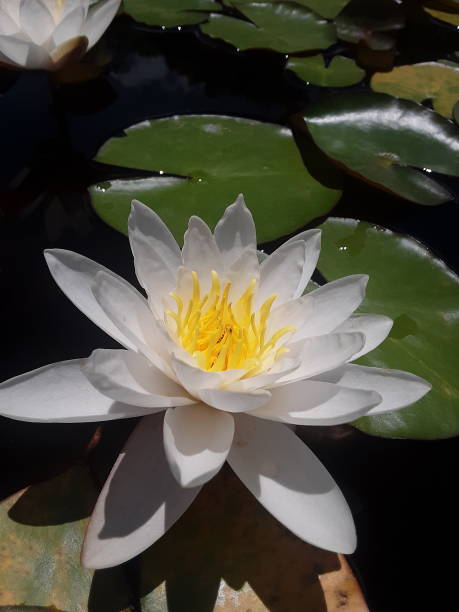 istock White Beauty On The Water 1393895046