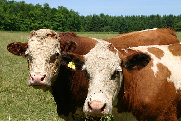 two brown & white cows in feild, head shots stock photo