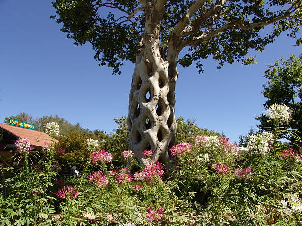 Tree That Has Never Been Duplicated Unusual Tree In Gilroy California never the same stock pictures, royalty-free photos & images