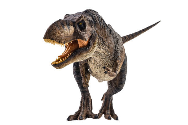 Tyrannosaurus T-rex ,dinosaur on white background Clipping path