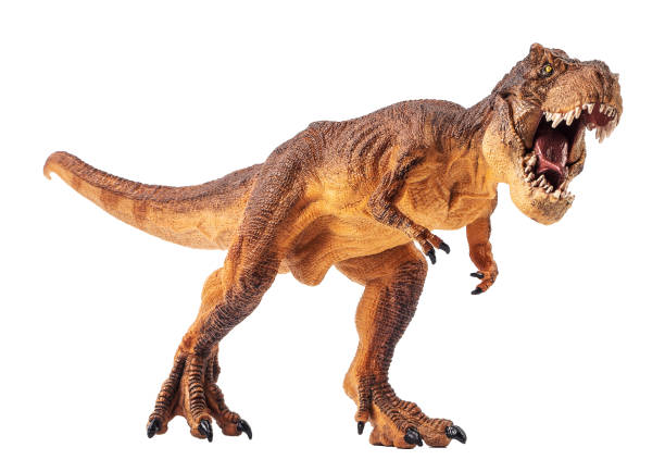 Tyrannosaurus T-rex ,dinosaur on white background Clipping path