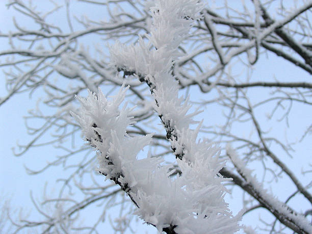 winter tree stock photo