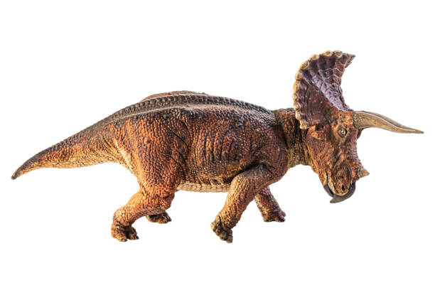 istock Triceratops  , dinosaur on white  background . Clipping path 1393898989