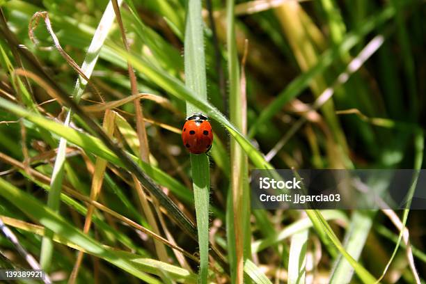 Missão De Uma Joaninha - Fotografias de stock e mais imagens de Adulto - Adulto, Cor verde, Escaravelho