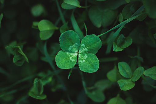 Four-leaf clover on shamrock meadow, overhead view, dark green grass background, lucky charm, copy space
