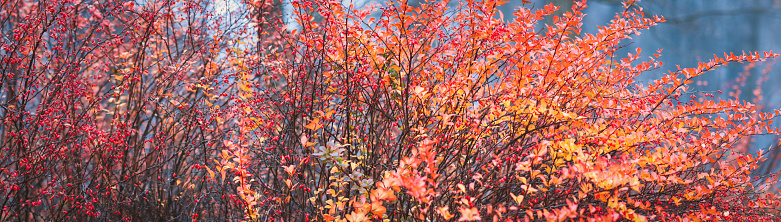 Red autumn foliage background, Japanese barberry bush in autumn park, wide banner size